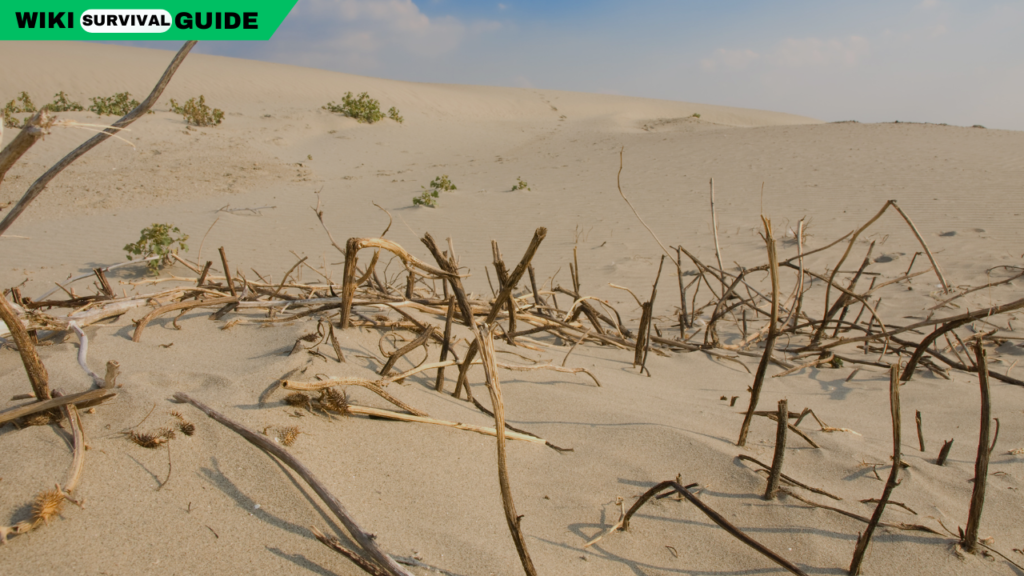 Essential Desert Survival Guide: Tips to Thrive in Harsh Conditions
